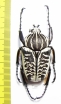 Goliathus albosignathus albosignathus  Zambia  51mm - INSECTS-STORE.RU