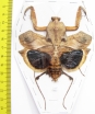 Deroplatys desiccata, female  Malaysia - INSECTS-STORE.RU