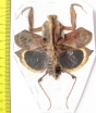 Deroplatys desiccata, female  Malaysia - INSECTS-STORE.RU