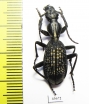 Cypholoba sp.  Zambia - INSECTS-STORE.RU
