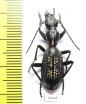 Cypholoba sp.  Zambia - INSECTS-STORE.RU