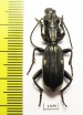 Anthia aequilatera?  Zambia - INSECTS-STORE.RU