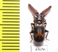 Paussinae sp.  Zambia - INSECTS-STORE.RU