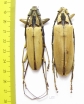 Massicus regius, pair  Malaysia 70mm - INSECTS-STORE.RU