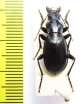 Carabidae sp.  Uzbekistan - INSECTS-STORE.RU