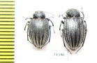Earophanta collaris  Kazakhstan - INSECTS-STORE.RU