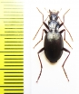 Carabidae sp.  Greece - INSECTS-STORE.RU