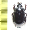 Ceratophyus hoffmannseggi, male  Spain - INSECTS-STORE.RU