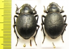 Pimelia cephalotes, pair  Uzbekistan - INSECTS-STORE.RU
