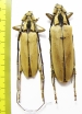 Massicus regius, pair  Malaysia 67mm - INSECTS-STORE.RU