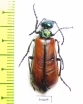 Lytta suturella  Russia, Far East - INSECTS-STORE.RU