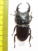 Aegus parallelus  Indonesia, Sumatra  37mm - INSECTS-STORE.RU