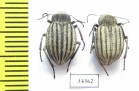 Lasiostola scabricollis  Kazakhstan - INSECTS-STORE.RU