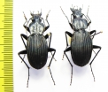 Eudromus sp., pair  Madagascar - INSECTS-STORE.RU