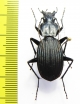 Eudromus sp.  Madagascar - INSECTS-STORE.RU