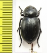 Tenebrionidae sp.  Mexico - INSECTS-STORE.RU