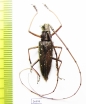 Cerambycidae sp.  Ecuador - INSECTS-STORE.RU