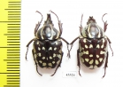 Hypselogenia nyassica, pair  Tanzania - INSECTS-STORE.RU