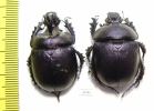 Enoplotrupes scharpi, pair  Thailand - INSECTS-STORE.RU