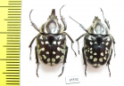 Hypselogenia nyassica, pair  Tanzania - INSECTS-STORE.RU