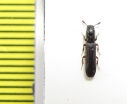 Colydium elongatum  Russia, Krasnodar reg. - INSECTS-STORE.RU