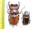 Homoderus mellyi, pair  Cameroon 48mm - INSECTS-STORE.RU