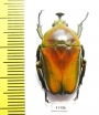 Trigonophorus rothschildi, male  Malaysia - INSECTS-STORE.RU