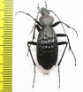 Carabus (Apotomopterus) arrowi  China, Guangxi prov. - INSECTS-STORE.RU