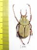 Dicronocephalus wallichii  Thailand - INSECTS-STORE.RU