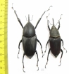 Macrochirus sp., pair  Indonesia, Java 73mm - INSECTS-STORE.RU