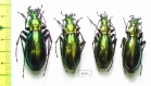 Carabus (Chrysocarabus) splendens splendens  France - INSECTS-STORE.RU