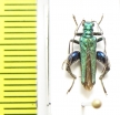 Oedemera nobilis  Spain - INSECTS-STORE.RU