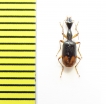 Carabidae sp.  South Africa Rep. - INSECTS-STORE.RU