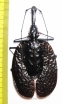 Mormolyce phyllodes  Malaysia  93mm - INSECTS-STORE.RU