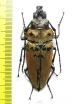 Trictenotomidae, Trictenotoma childreni  Indonesia, Sumatra - INSECTS-STORE.RU