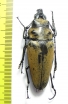 Trictenotomidae, Trictenotoma childreni  Indonesia, Sumatra - INSECTS-STORE.RU