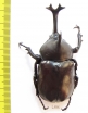 Allomyrina dichotomus tsunobosonis  Taiwan 70mm - INSECTS-STORE.RU