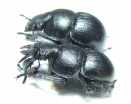 Lethrus tenuidens tenuidens, pair  Tajikistan - INSECTS-STORE.RU