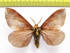 Noctuidae sp.  Bhutan - INSECTS-STORE.RU