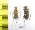 Lophyra sp., pair  Tunis - INSECTS-STORE.RU