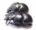 Lethrus superbus, pair  Uzbekistan - INSECTS-STORE.RU