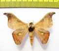 Saturniidae sp.  Bolivia - INSECTS-STORE.RU