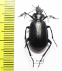 Calosoma maderae maderae  Tunis - INSECTS-STORE.RU