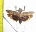 Deroplatys desiccata, male  Malaysia - INSECTS-STORE.RU