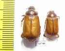 Melolonthinae sp., pair  Tunis - INSECTS-STORE.RU