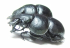 Lethrus strymonensis, pair  Greece - INSECTS-STORE.RU
