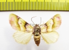 Noctuidae sp.?  Bolivia - INSECTS-STORE.RU