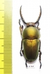 Lamprima adolphinae  Indonesia, Papua  37mm - INSECTS-STORE.RU