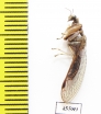 Mantispidae sp.  South Africa Rep. - INSECTS-STORE.RU