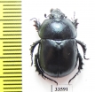 Odontotrypes guoluoshanus  China - INSECTS-STORE.RU